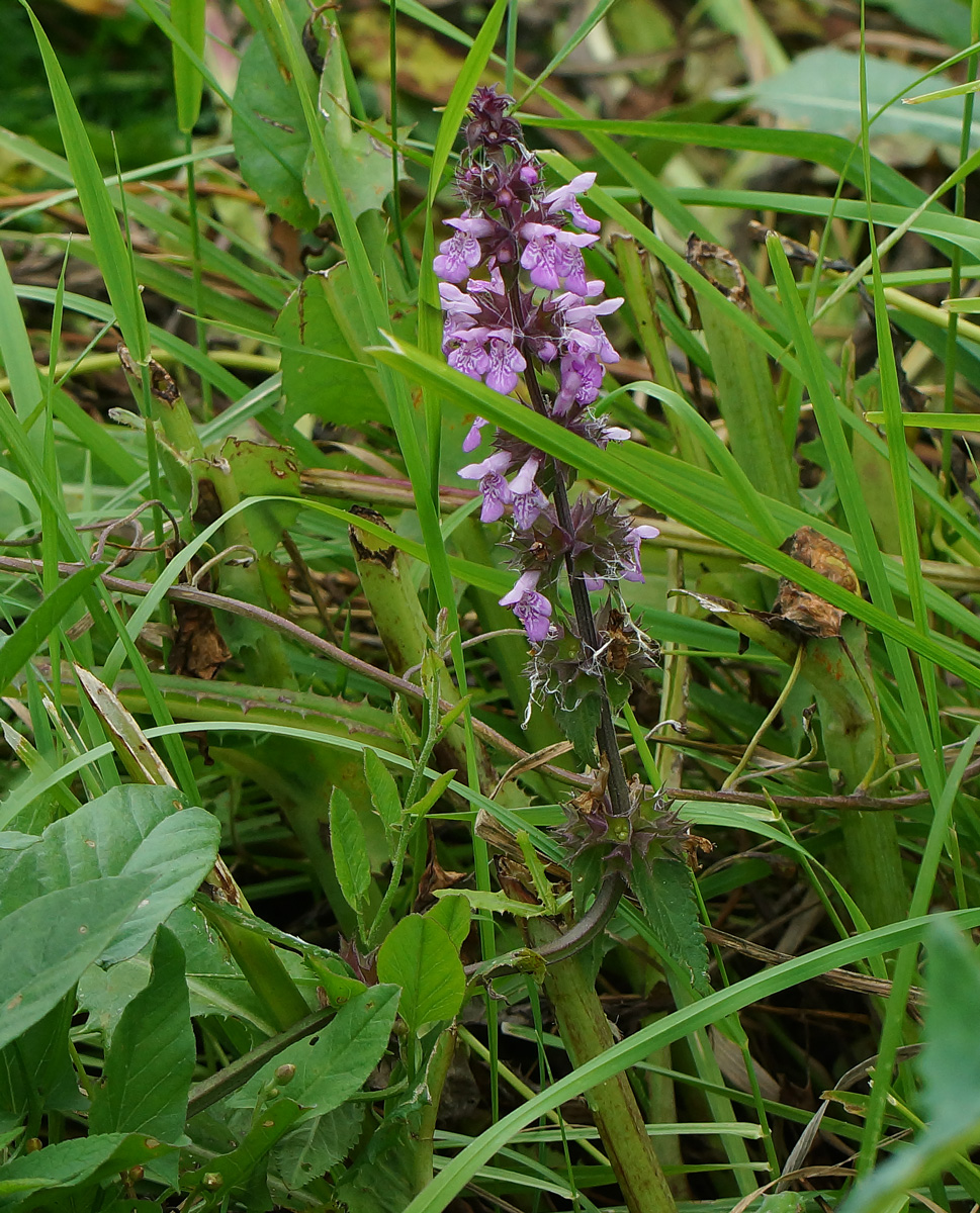 Image of Stachys palustris specimen.