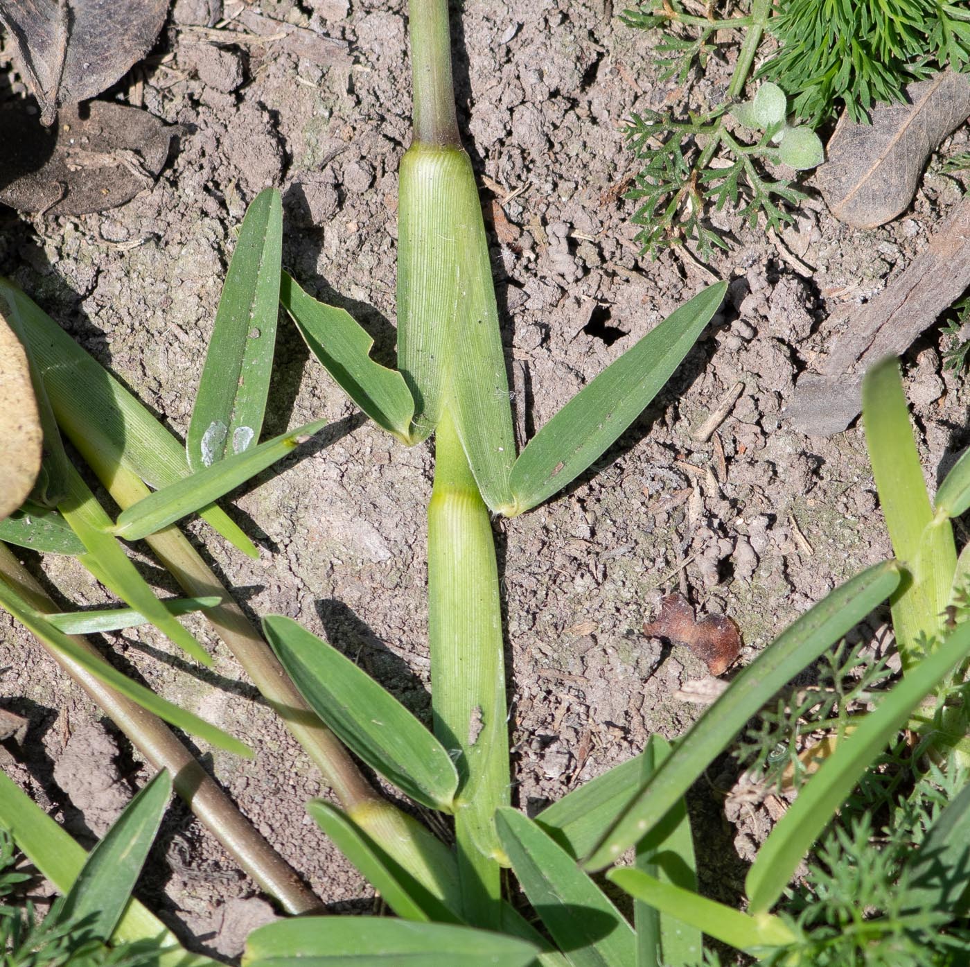 Изображение особи семейство Poaceae.