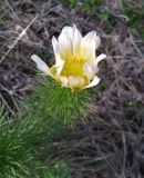 Adonis vernalis