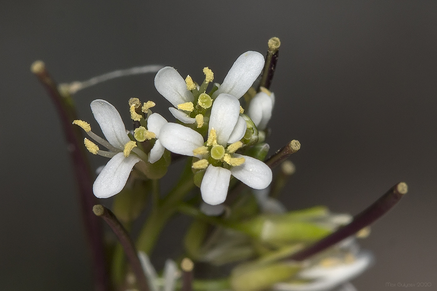 Image of Arabis sagittata specimen.