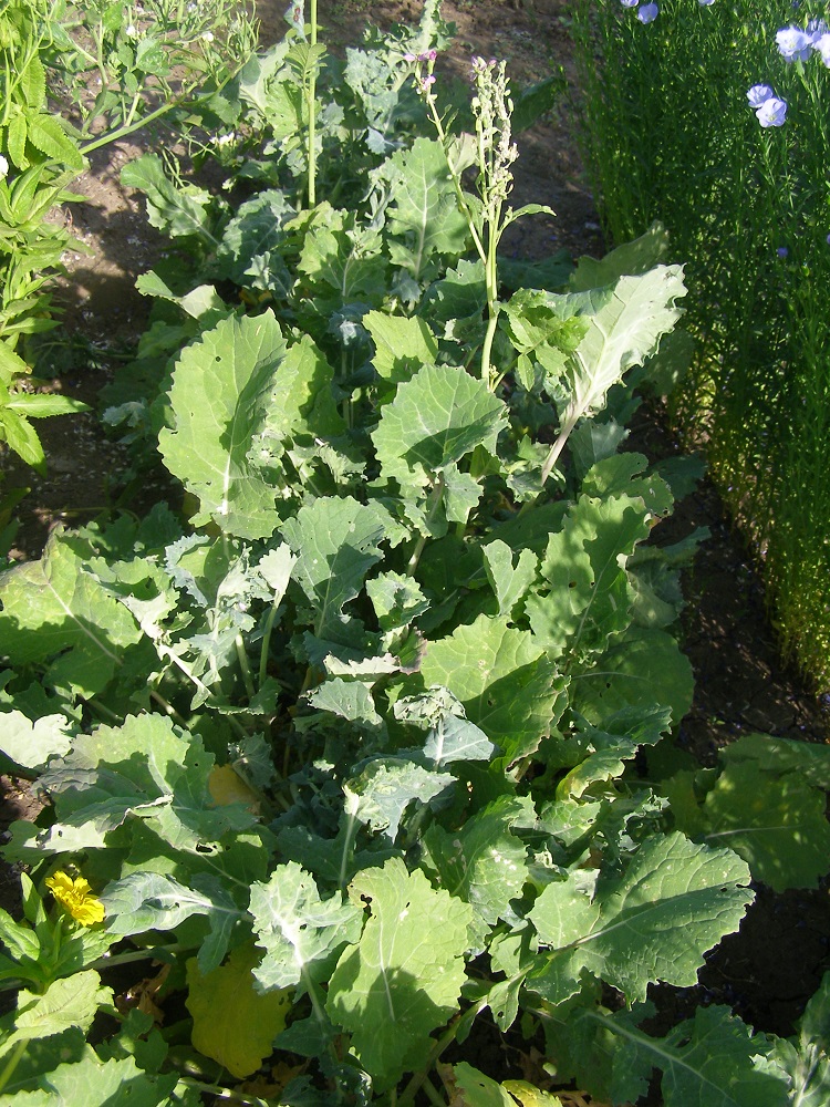Image of familia Brassicaceae specimen.