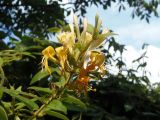 Lonicera japonica. Верхушка побега с соцветием. Украина, г. Запорожье, частный сектор, в культуре. 23.06.2020.