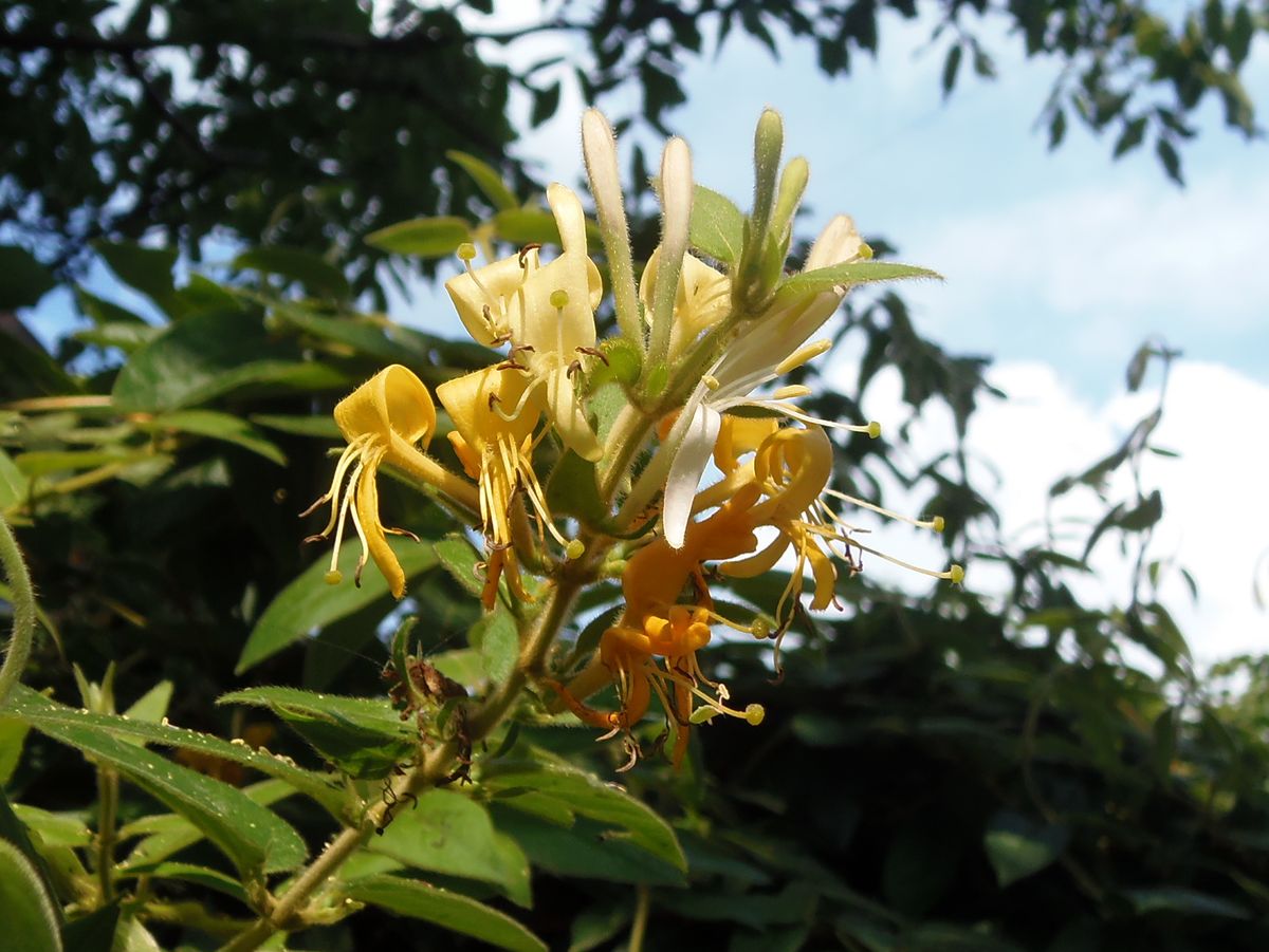 Изображение особи Lonicera japonica.