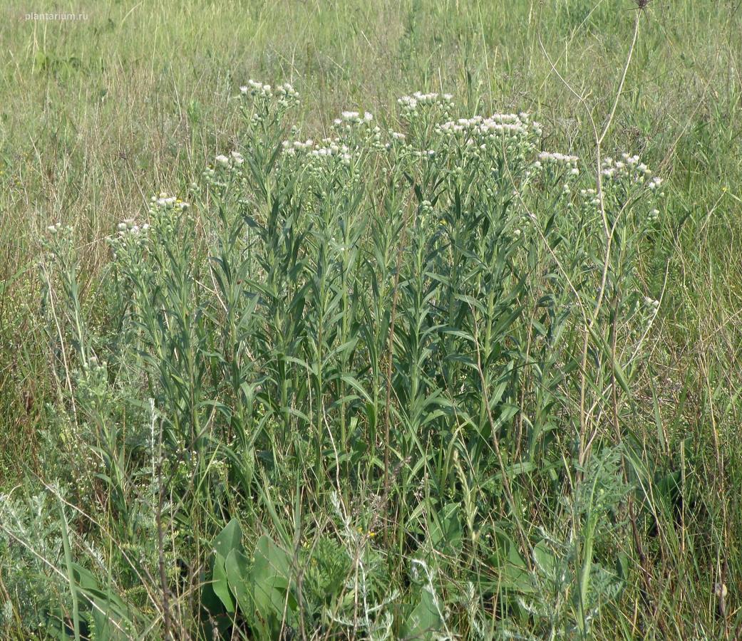 Изображение особи Erigeron podolicus.