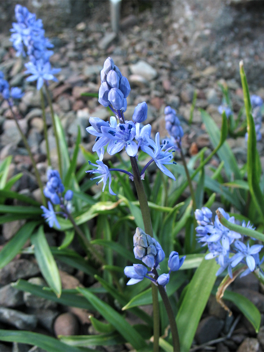 Image of Scilla bithynica specimen.