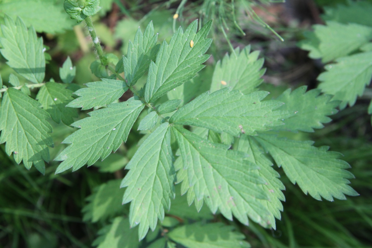 Image of Agrimonia pilosa specimen.