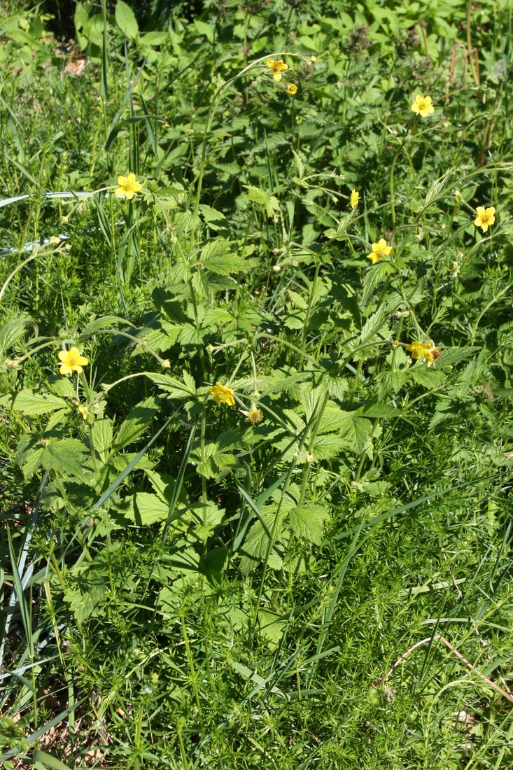 Изображение особи Geum urbanum.