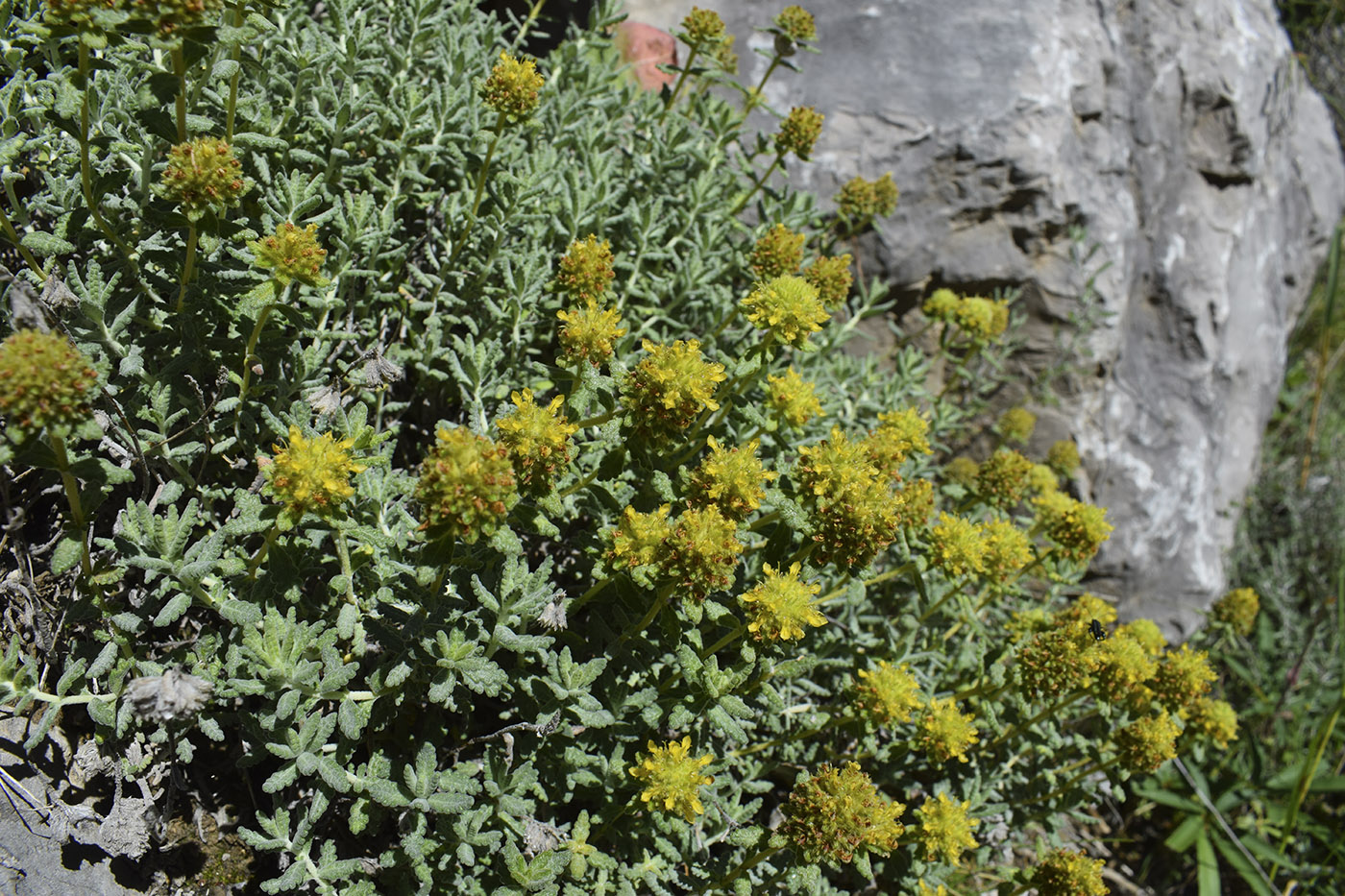 Изображение особи Teucrium aureum.