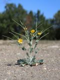 Glaucium flavum. Цветущее и плодоносящее растение. Крым, Байдарская долина, на привозном грунте. 15.08.2020.