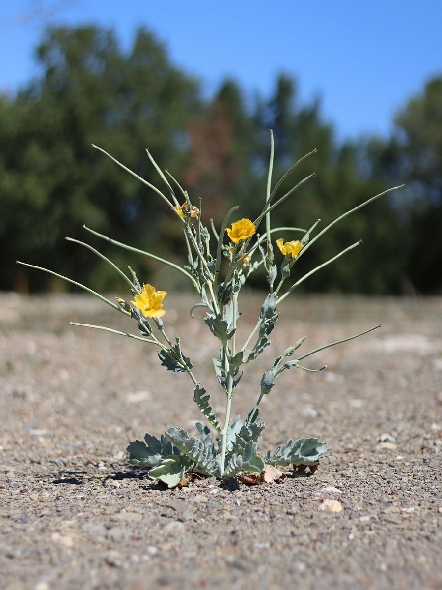 Изображение особи Glaucium flavum.