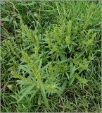 Rumex maritimus. Цветущее растения. Чувашия, окр. г. Шумерля, пойма р. Сура, оз. Щучья Лужа. 5 сентября 2010 г.