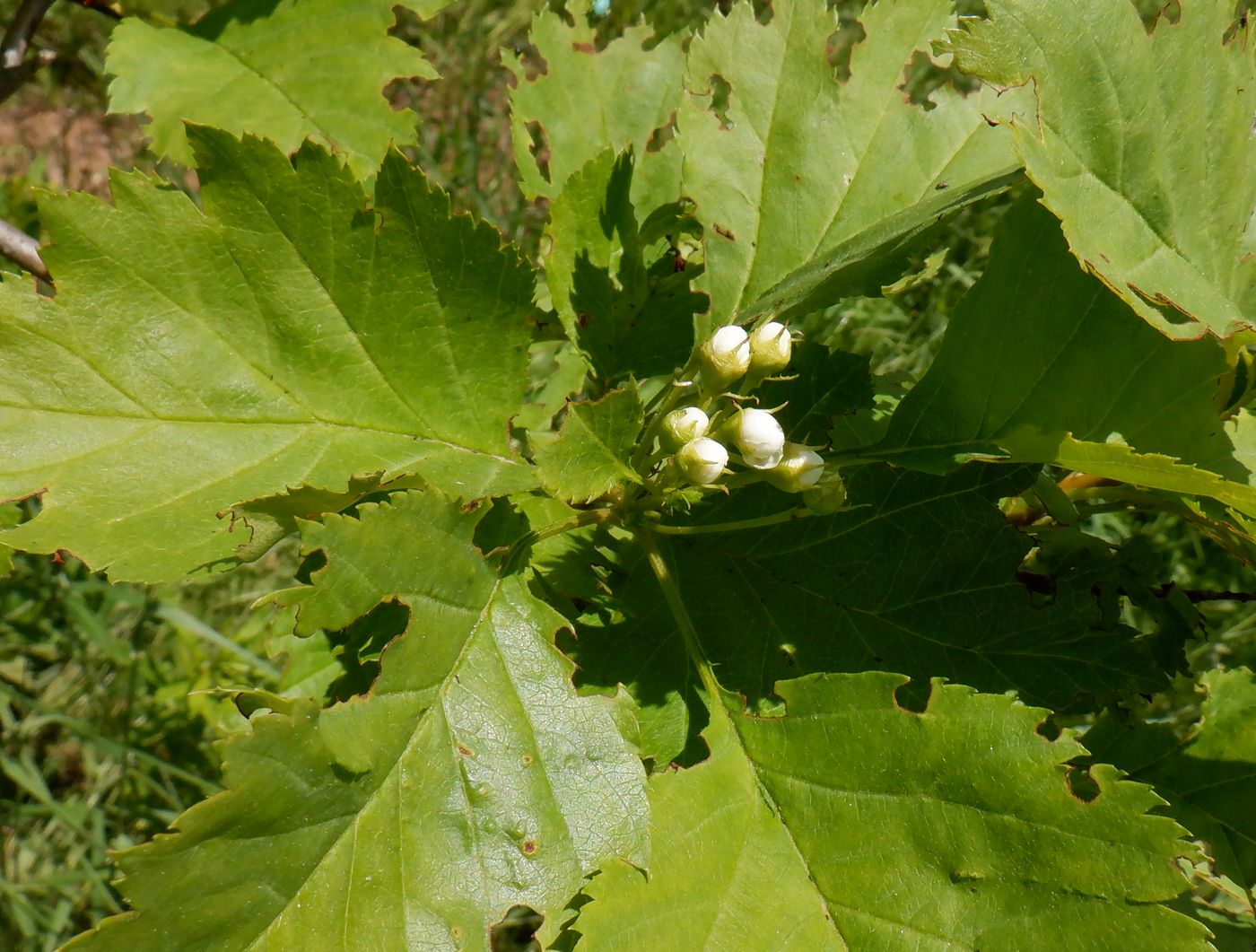 Image of Crataegus chlorocarpa specimen.