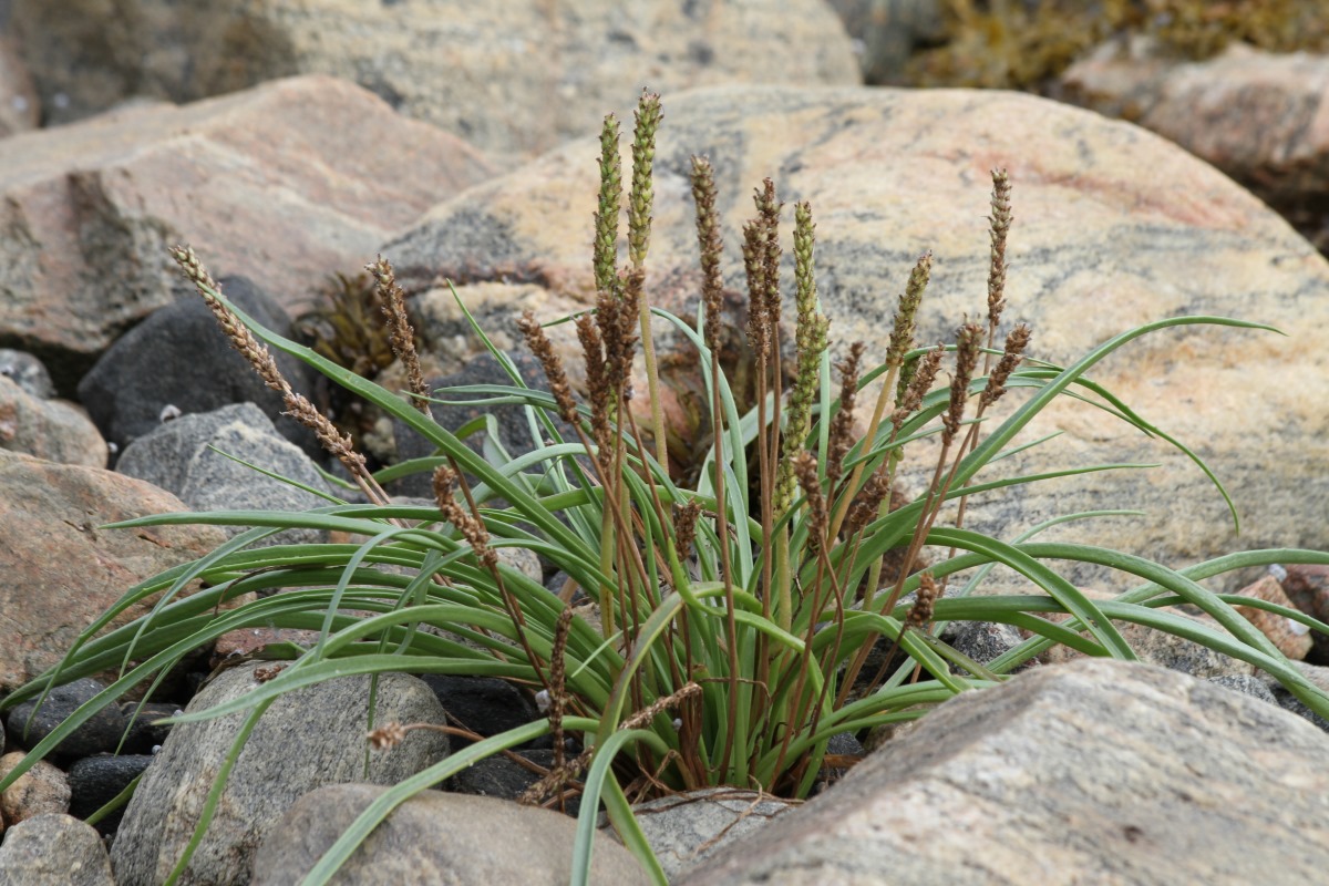 Image of Plantago maritima specimen.