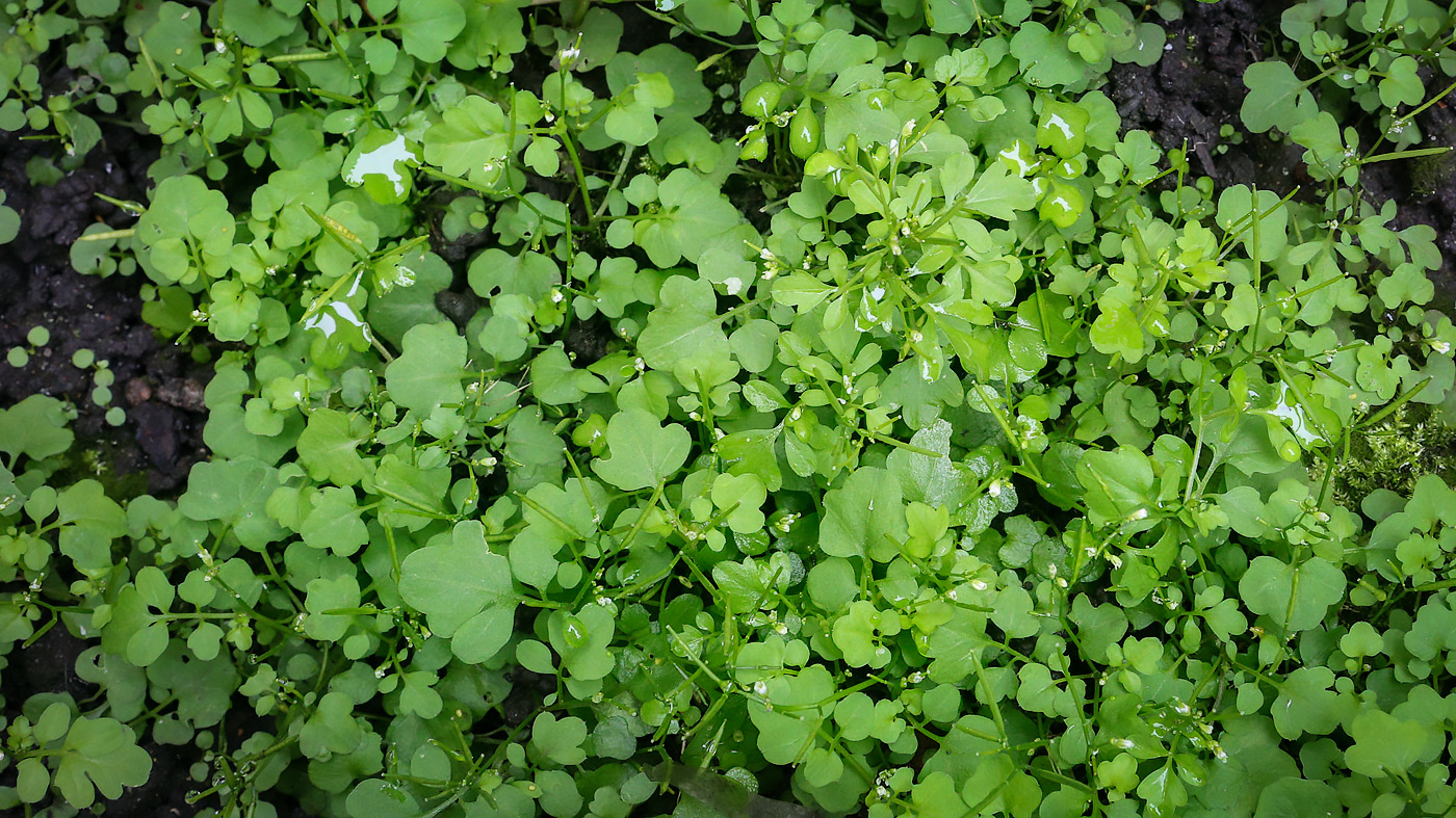 Изображение особи род Cardamine.