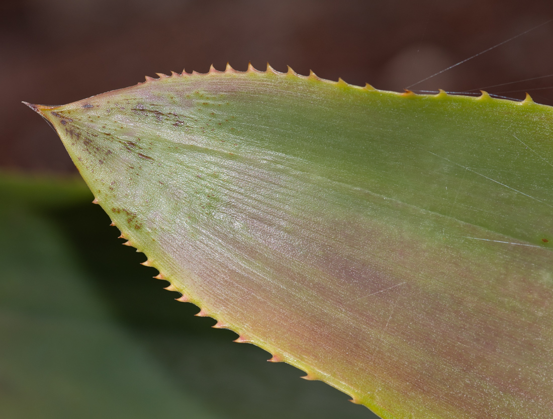 Изображение особи семейство Bromeliaceae.