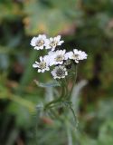 Achillea ledebourii. Соцветия. Республика Алтай, Усть-Коксинский р-н, долина р. Куйгук чуть ниже водопада Куйгук, окр. тропы среди камней в кедровом лесу, которая заросла высокой травой. 29 июля 2020 г.