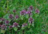 Lamium purpureum