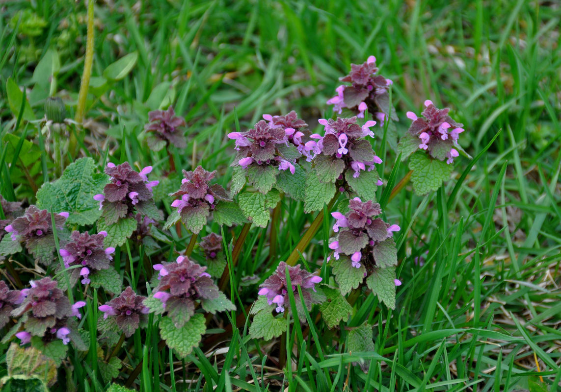 Изображение особи Lamium purpureum.