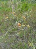 Carlina biebersteinii