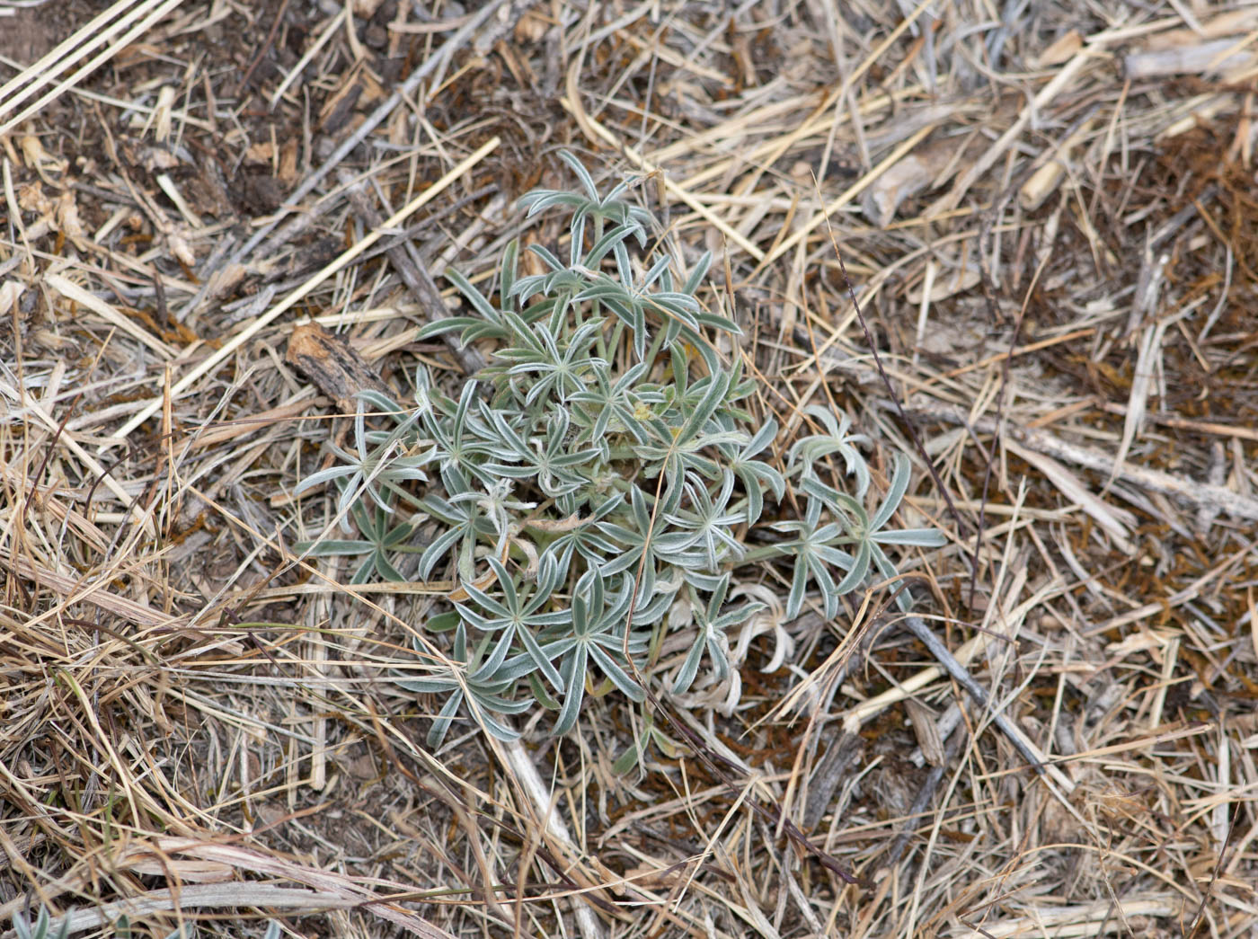 Изображение особи Lupinus mutabilis.