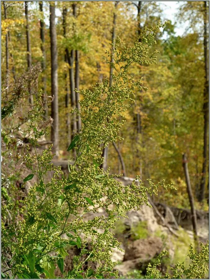 Изображение особи Chenopodium strictum.