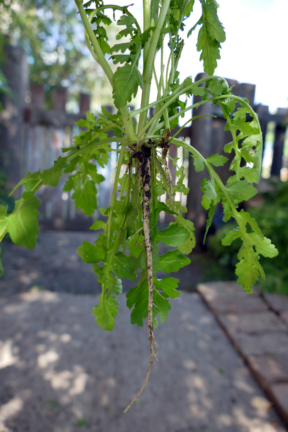 Изображение особи Rorippa palustris.