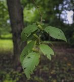 Image of taxon representative. Author is Игорь Павлов