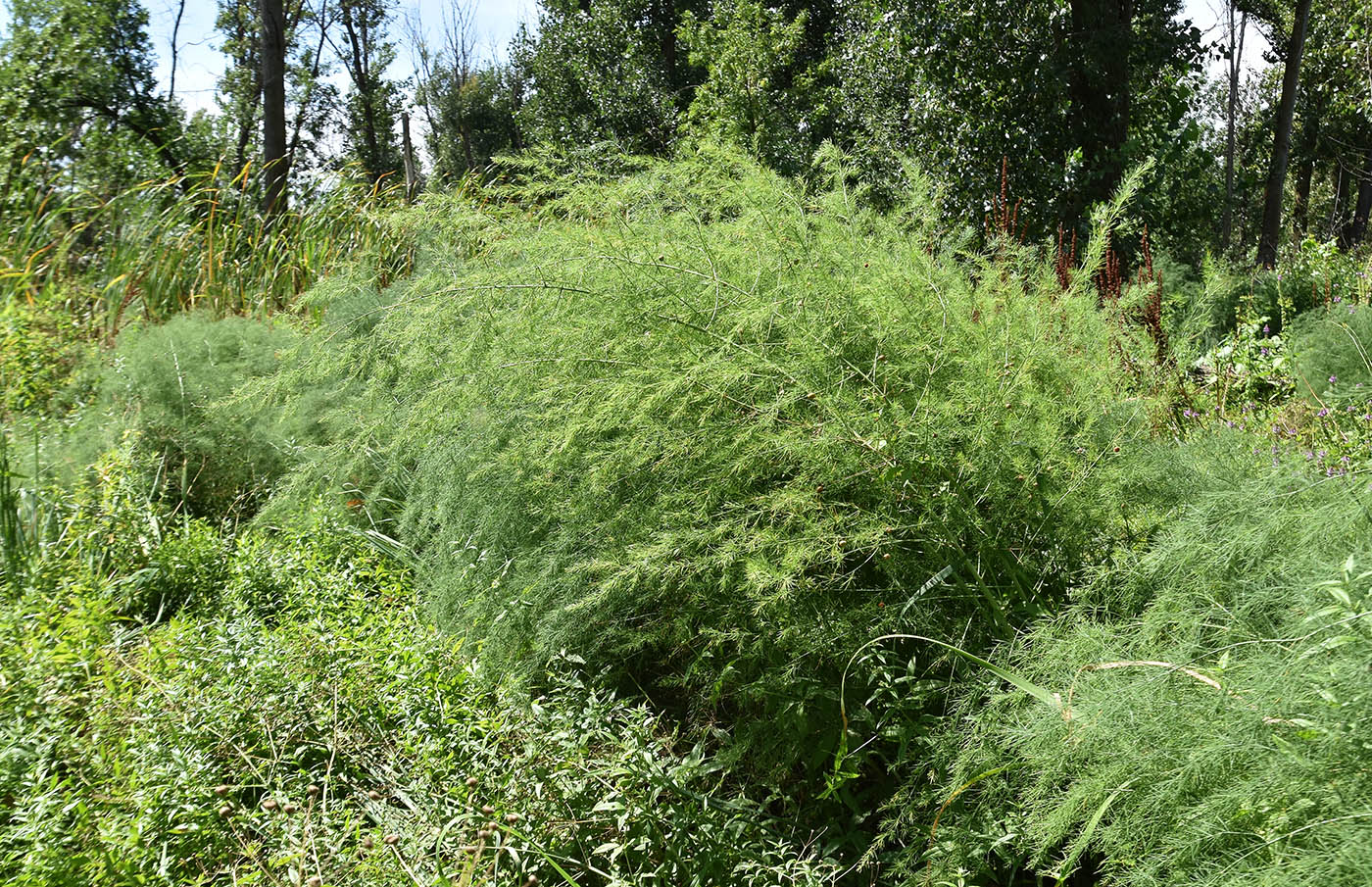 Image of Asparagus officinalis specimen.