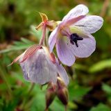 Geranium pratense. Цветы (светлая форма). Чувашия, окрестности г. Шумерля, Кумашкинский заказник, Соколова поляна. 27 сентября 2008 г.