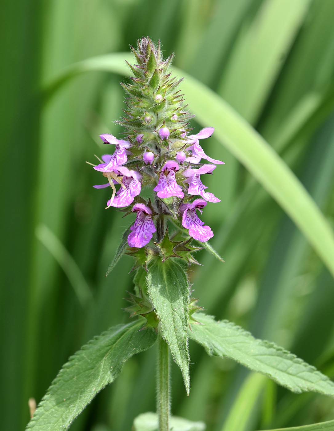 Изображение особи Stachys palustris.