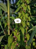 Calystegia sepium