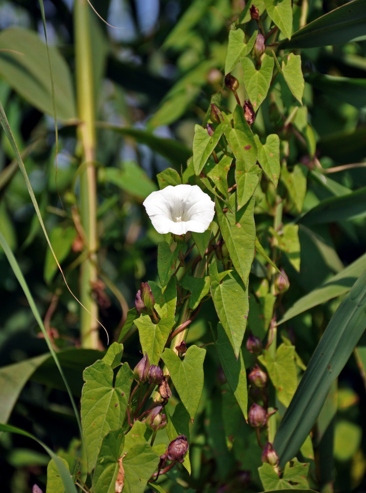 Image of Calystegia sepium specimen.