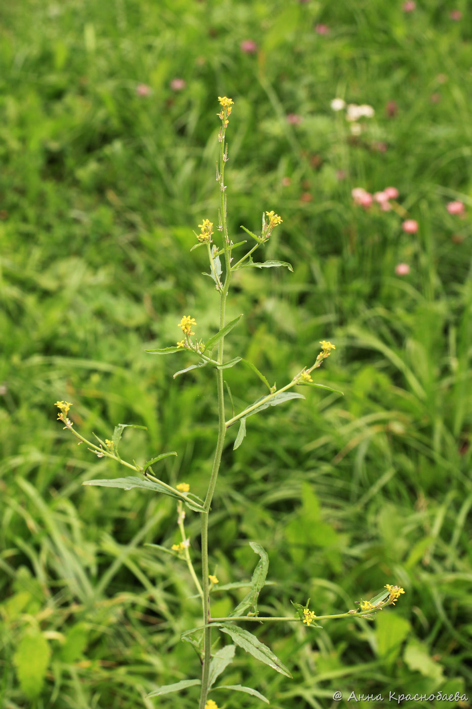 Изображение особи Sisymbrium officinale.