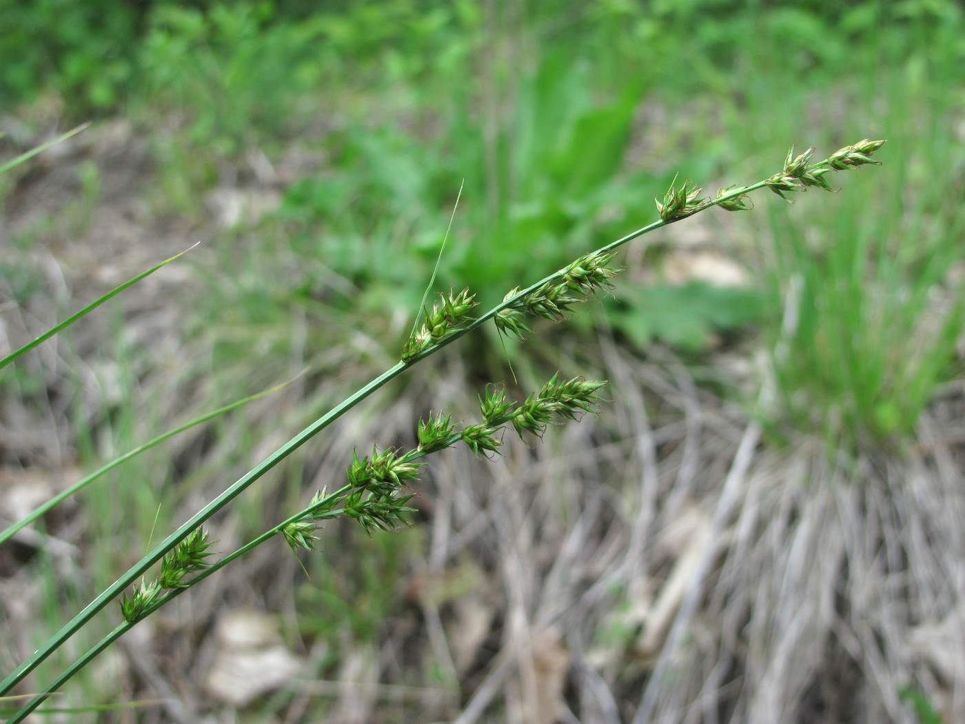 Изображение особи род Carex.