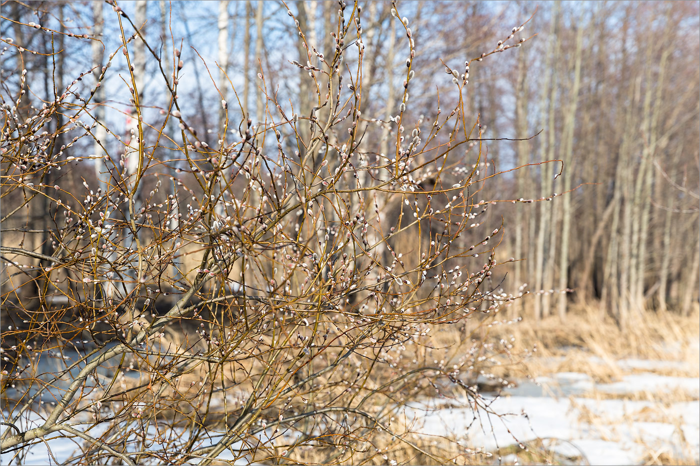 Изображение особи Salix caprea.