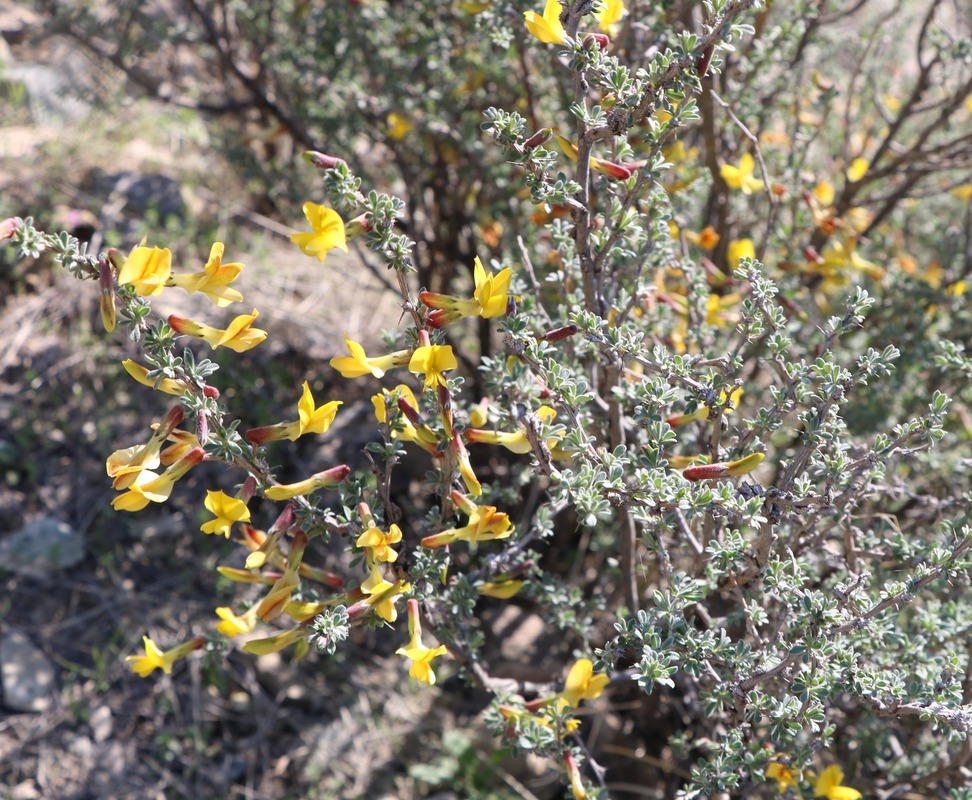 Image of Caragana grandiflora specimen.