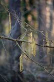 Corylus avellana