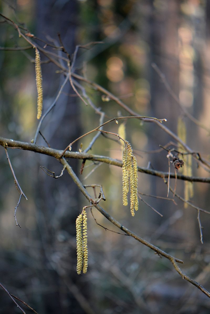 Image of Corylus avellana specimen.