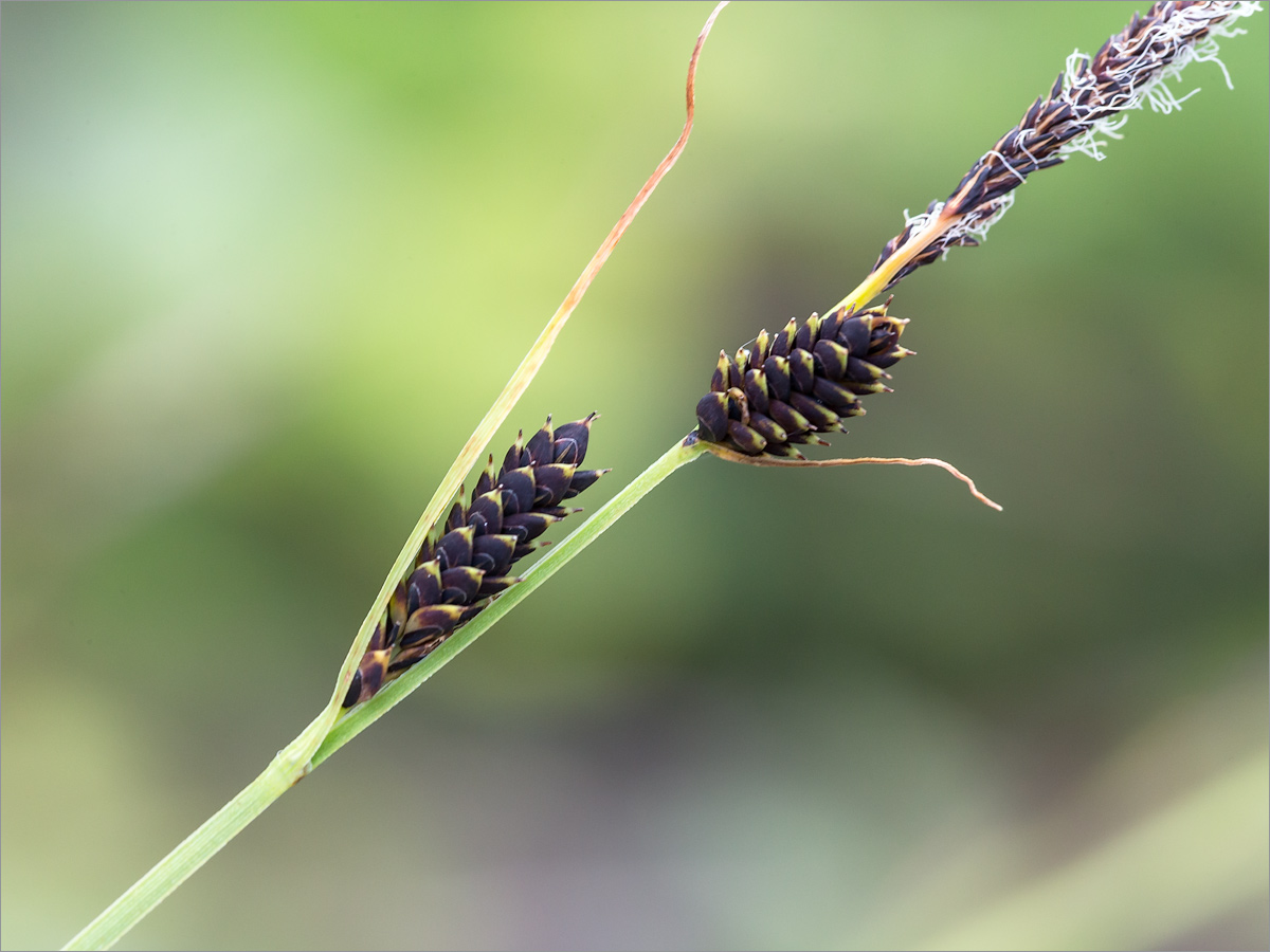 Изображение особи Carex cespitosa.