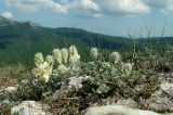 Hedysarum candidum. Цветущее растение. Крым, гора Чатыр-Даг, нижнее плато, на скале. 30.05.2021.