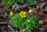 Anemone ranunculoides. Верхушки цветущих растений. Самарская обл., Ставропольский р-н, окр. с. Жигули, залив Жигулёвская Труба, широколиственный лес. 03.05.2021.