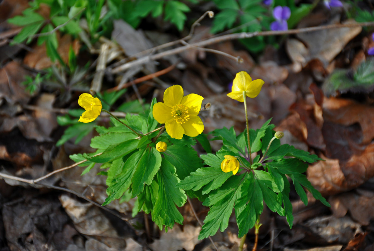 Image of Anemone ranunculoides specimen.