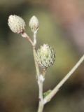 Cousinia dolichophylla