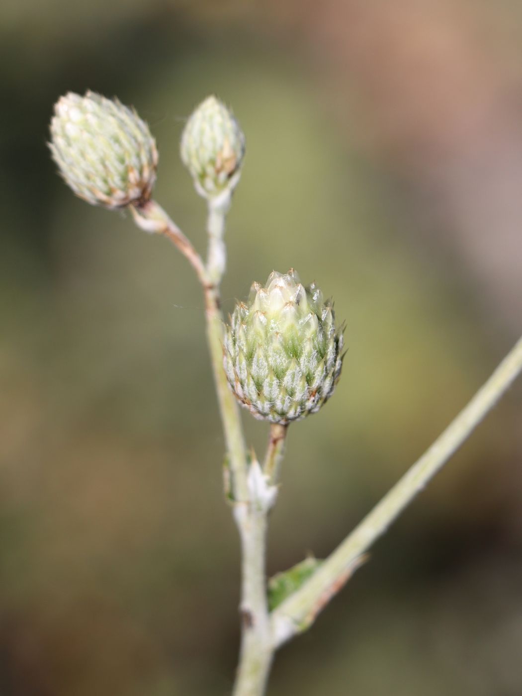 Image of Cousinia dolichophylla specimen.