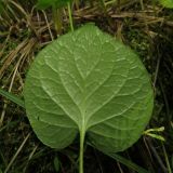 Image of taxon representative. Author is Александр Эбель