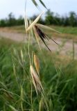 Avena persica. Плодоносящие колоски. Ростовская обл., Азовский р-н, окр. пос. Солнечный, обочина полевой дороги. 07.07.2021.