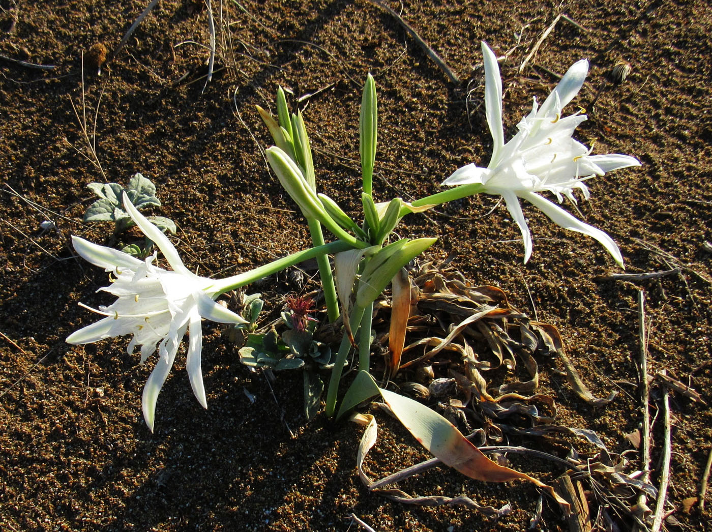 Изображение особи Pancratium maritimum.