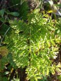 genus Artemisia