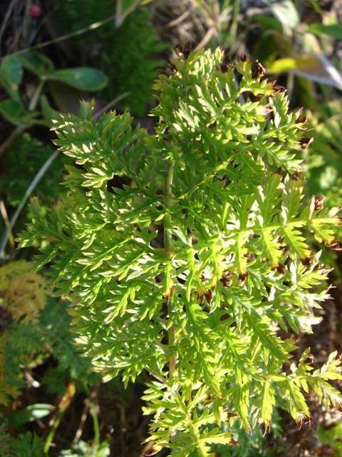 Image of genus Artemisia specimen.