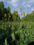 Ligularia glauca